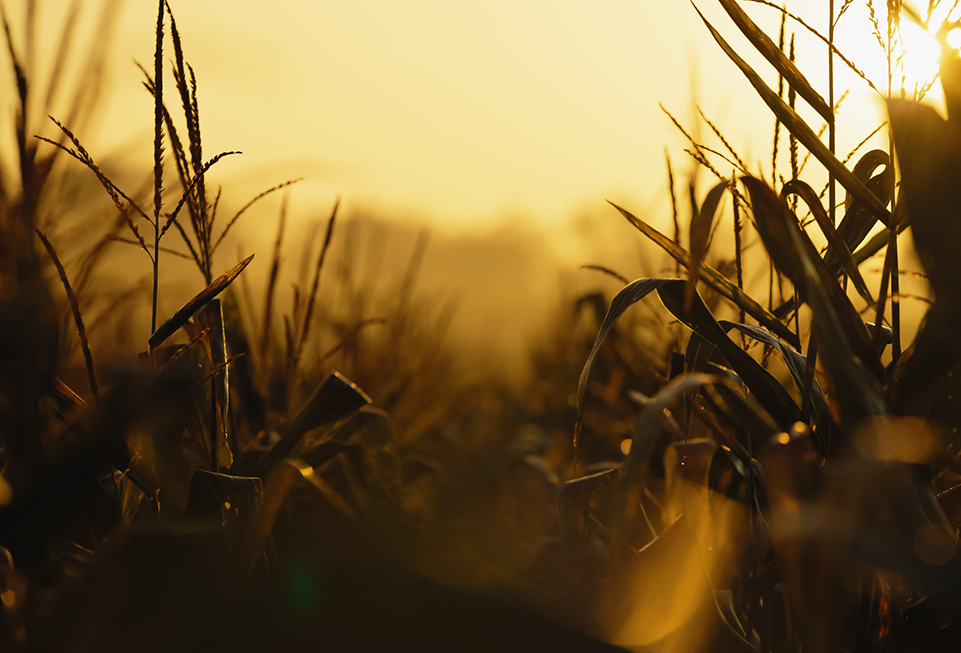 The Impact of Heat on Mental Health